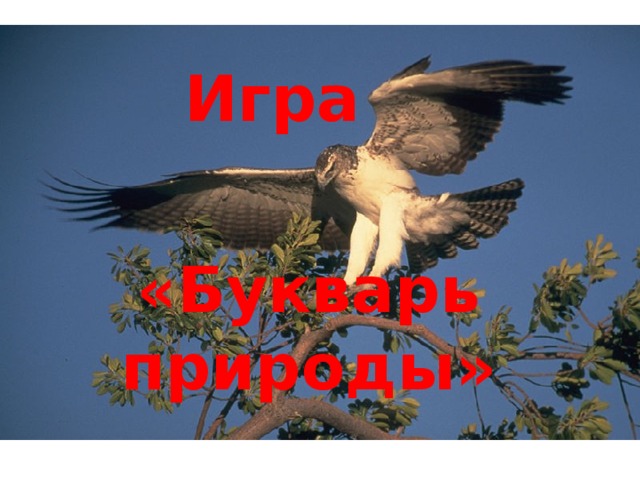 Игра «Букварь природы» 