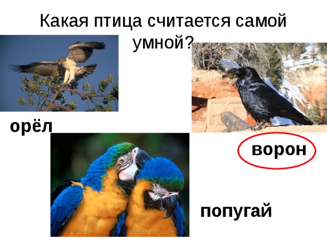 Какая птица считается самой умной? орёл ворон попугай 