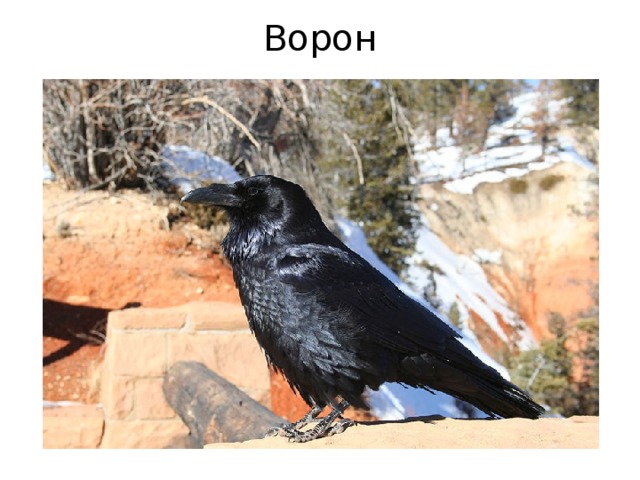 Ворон 