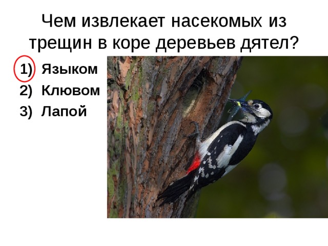 Чем извлекает насекомых из трещин в коре деревьев дятел? Языком Клювом Лапой  