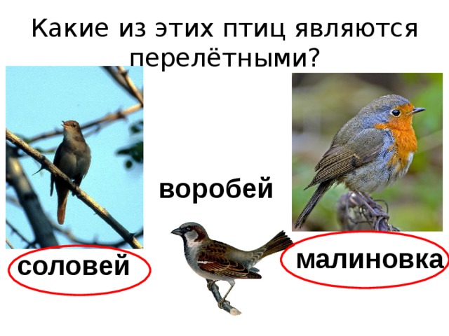 Какие из этих птиц являются перелётными? воробей малиновка соловей 