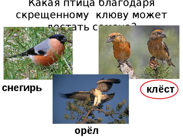 Какая птица благодаря скрещенному клюву может достать семена? снегирь клёст орёл 