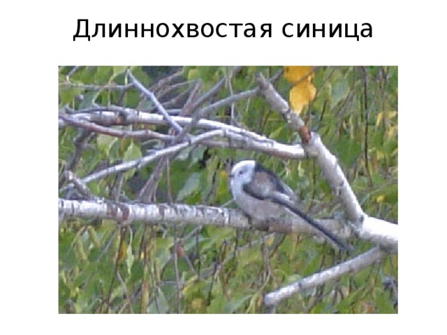 Длиннохвостая синица 