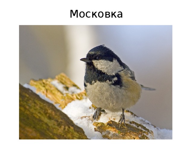 Московка 