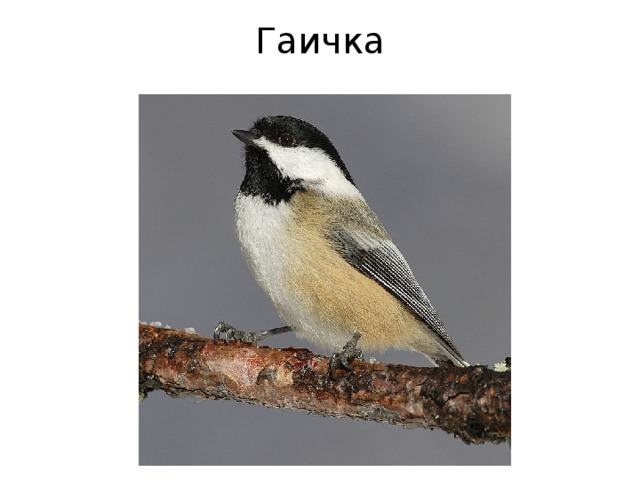 Гаичка 