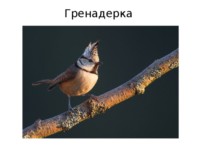 Гренадерка 