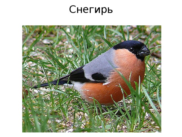 Снегирь 