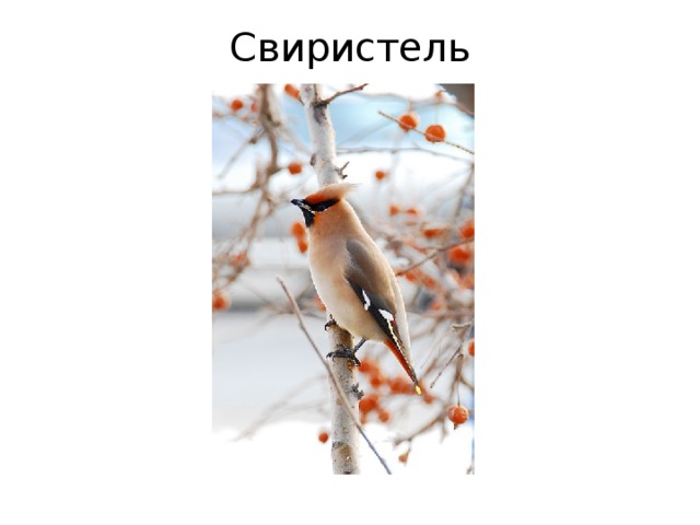 Свиристель 