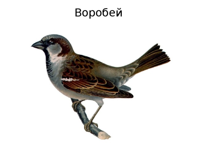 Воробей 