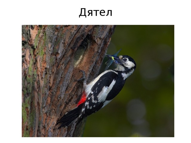 Дятел 
