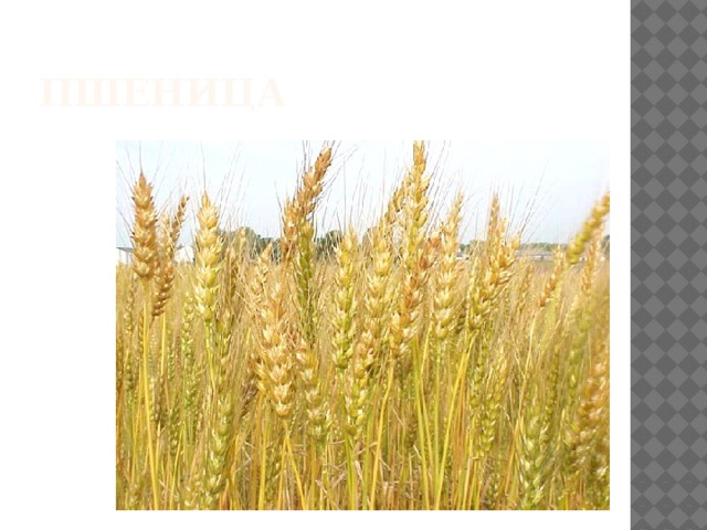 Пшеница 