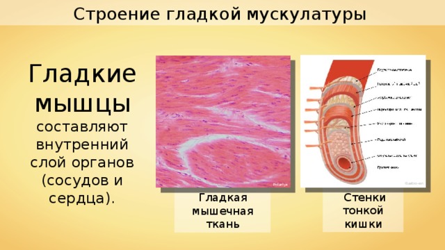 Строение гладкой мускулатуры Гладкие мышцы составляют внутренний слой органов (сосудов и сердца). Gastro-en Polarlys  Стенки тонкой кишки Гладкая мышечная ткань 
