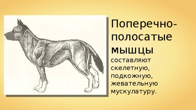 Поперечно-полосатые  мышцы составляют скелетную, подкожную, жевательную мускулатуру. 