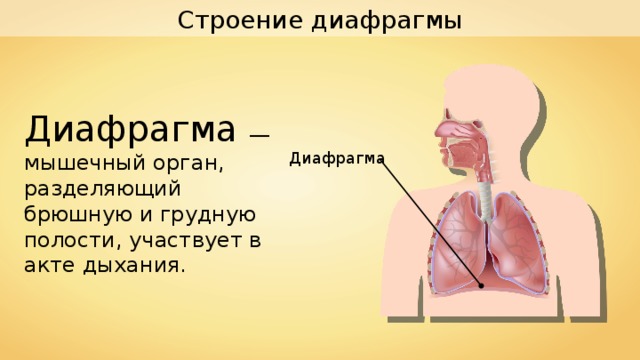 Строение диафрагмы Диафрагма — мышечный орган, разделяющий брюшную и грудную полости, участвует в акте дыхания. Диафрагма 
