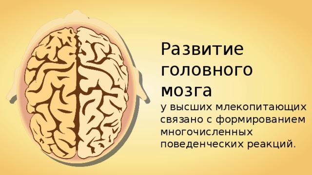 Развитие головного мозга у высших млекопитающих связано с формированием многочисленных поведенческих реакций. 