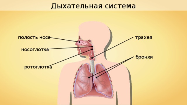 Дыхательная система полость носа трахея носоглотка бронхи ротоглотка 