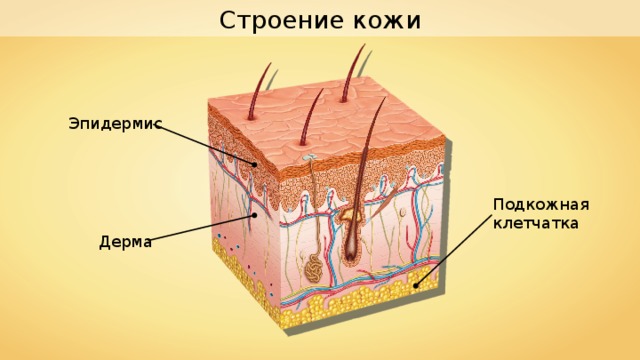Строение кожи Эпидермис Подкожная клетчатка Дерма 