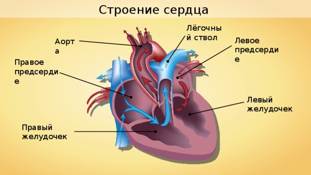 Строение сердца Лёгочный ствол Левое предсердие Аорта Правое предсердие Левый желудочек Правый желудочек 
