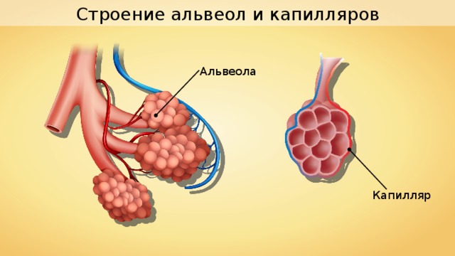 Строение альвеол и капилляров Альвеола Капилляр 
