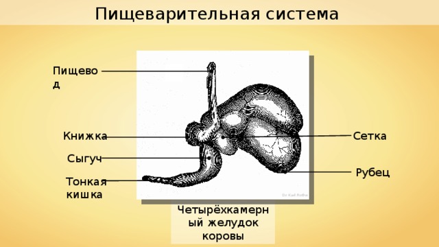 Пищеварительная система Пищевод Сетка Книжка Сыгуч Рубец Тонкая кишка Dr. Karl Rothe Четырёхкамерный желудок коровы 