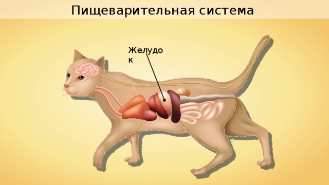 Пищеварительная система Желудок 
