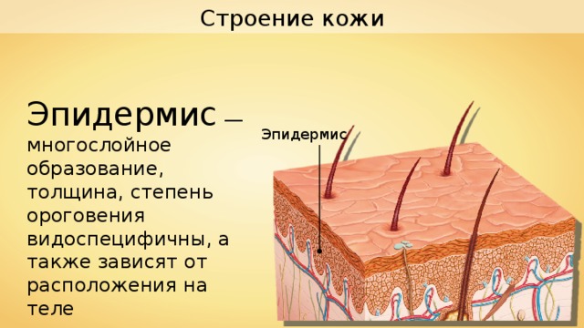 Строение кожи Эпидермис — многослойное образование, толщина, степень ороговения видоспецифичны, а также зависят от расположения на теле Эпидермис 