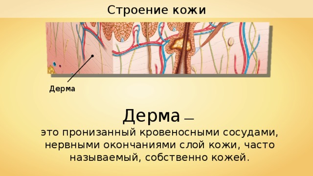 Строение кожи Дерма Дерма  — это пронизанный кровеносными сосудами, нервными окончаниями слой кожи, часто называемый, собственно кожей. 