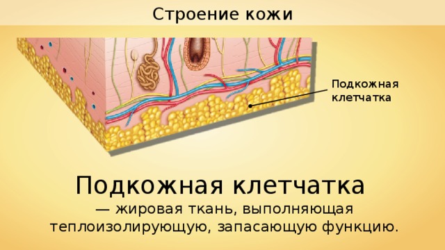 Строение кожи Подкожная клетчатка Подкожная клетчатка — жировая ткань, выполняющая теплоизолирующую, запасающую функцию. 