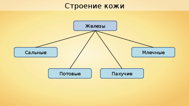 Строение кожи Железы Сальные Млечные Потовые Пахучие 