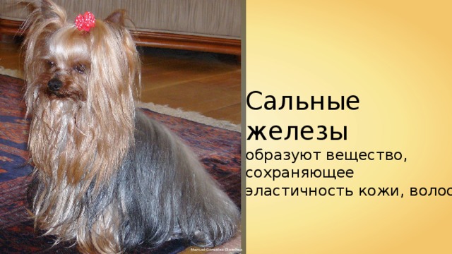 Сальные железы образуют вещество, сохраняющее эластичность кожи, волос. Manuel González Olaechea 