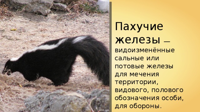 Пахучие железы — видоизменённые сальные или потовые железы для мечения территории, видового, полового обозначения особи, для обороны. I do not exist 