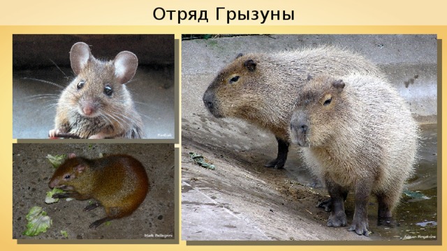 Отряд Грызуны Rasbak Mark Pellegrini Adrian Pingstone 