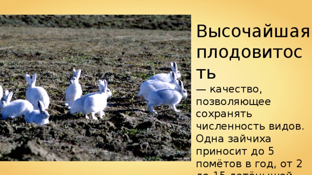 Высочайшая плодовитость — качество, позволяющее сохранять численность видов. Одна зайчиха приносит до 5 помётов в год, от 2 до 15 детёнышей. Ansgar Walk 