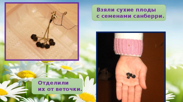 Взяли сухие плоды с семенами санберри. Отделили их от веточки.