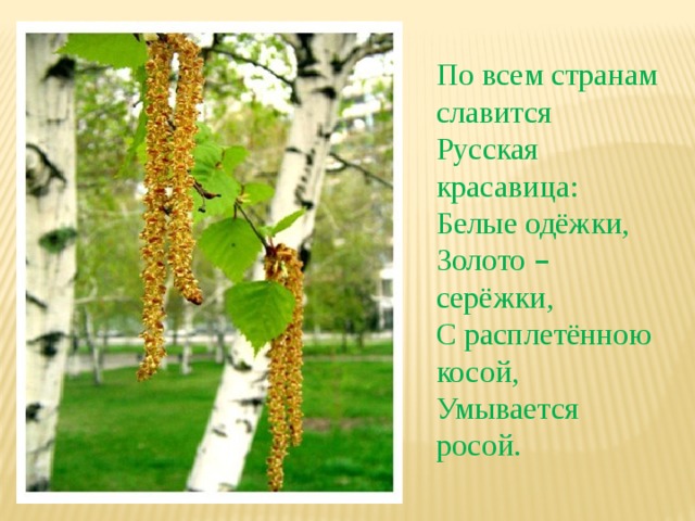 По всем странам славится  Русская красавица:  Белые одёжки,  Золото – серёжки,  С расплетённою косой,  Умывается росой. 