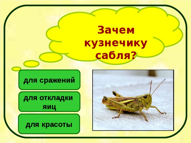 Зачем кузнечику сабля? для сражений для откладки яиц для красоты