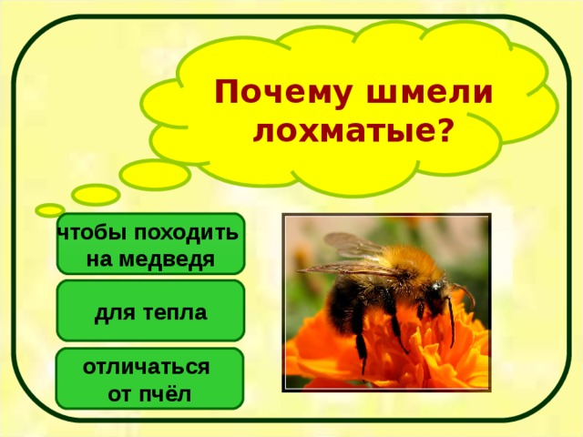 Почему шмели лохматые? чтобы походить на медведя для тепла отличаться от пчёл