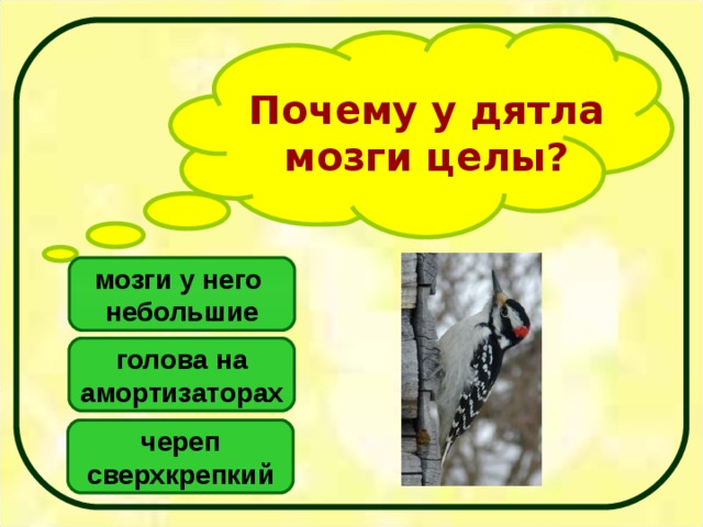 Почему у дятла мозги целы? мозги у него небольшие голова на амортизаторах череп сверхкрепкий