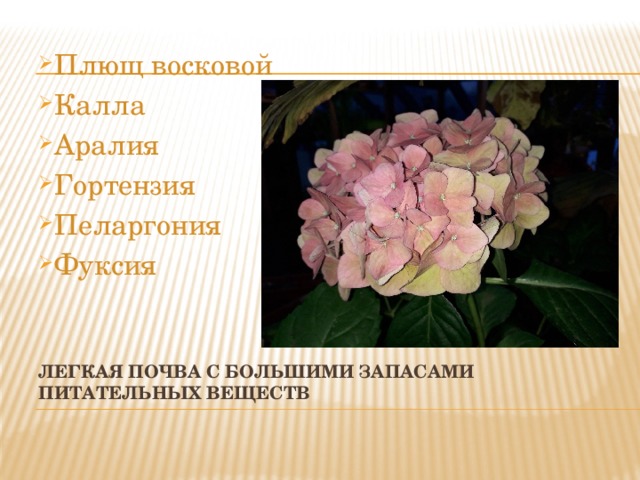Плющ восковой Калла Аралия Гортензия Пеларгония Фуксия Легкая почва с большими запасами питательных веществ 