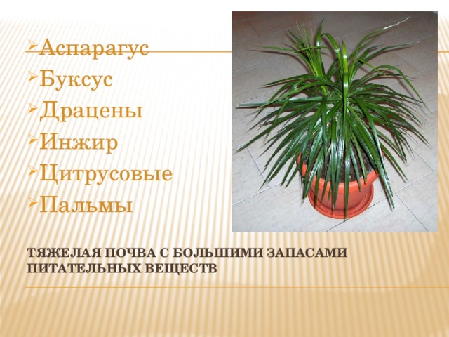 Аспарагус Буксус Драцены Инжир Цитрусовые Пальмы Тяжелая почва с большими запасами питательных веществ   