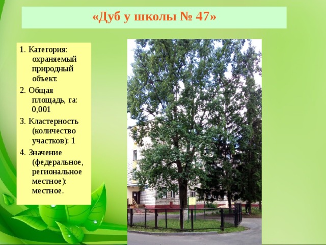«Дуб у школы № 47» 1. Категория: охраняемый природный объект. 2. Общая площадь, га: 0,001 3. Кластерность (количество участков): 1 4. Значение (федеральное, региональное местное): местное. 
