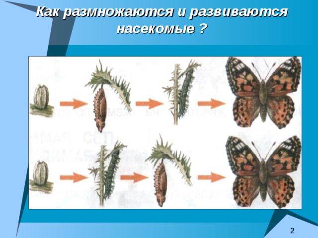  Как размножаются и развиваются насекомые ? 