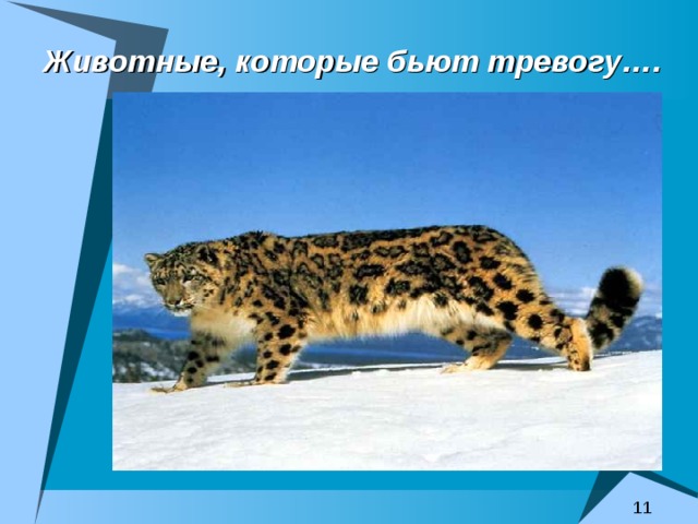 Животные, которые бьют тревогу…. 