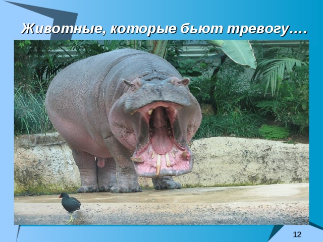 Животные, которые бьют тревогу…. 