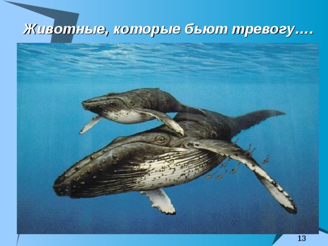 Животные, которые бьют тревогу…. 