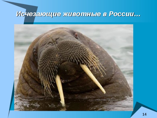 Исчезающие животные в России… 
