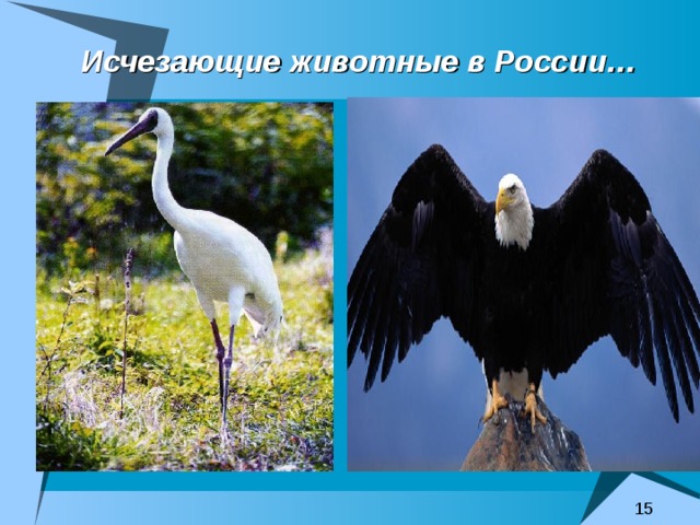 Исчезающие животные в России… 