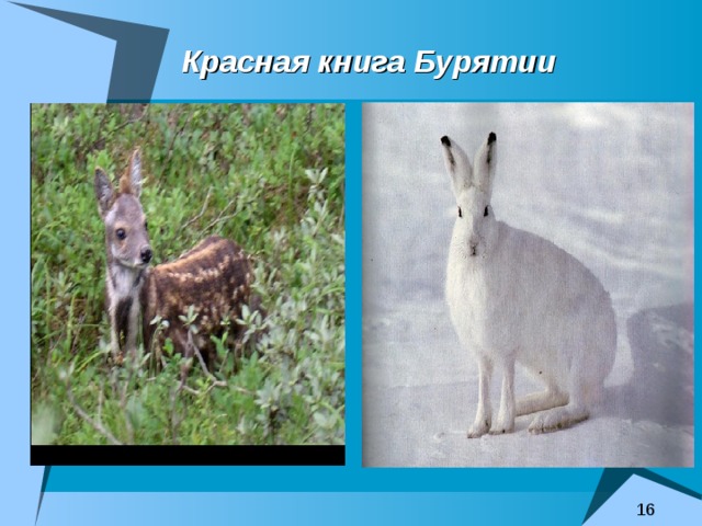 Красная книга Бурятии 