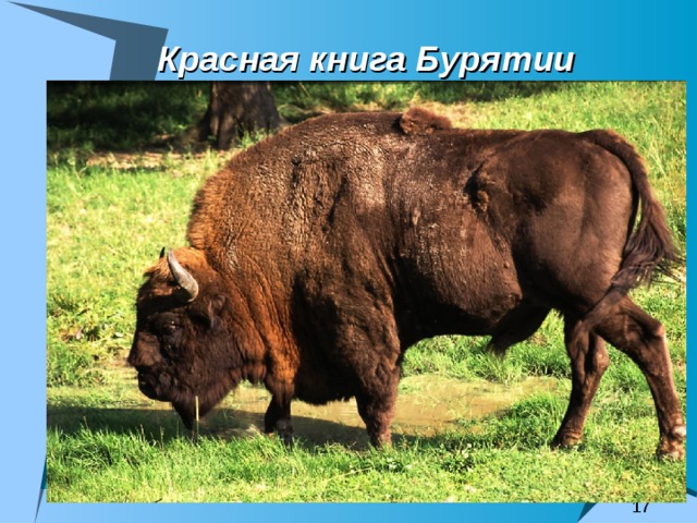 Красная книга Бурятии 