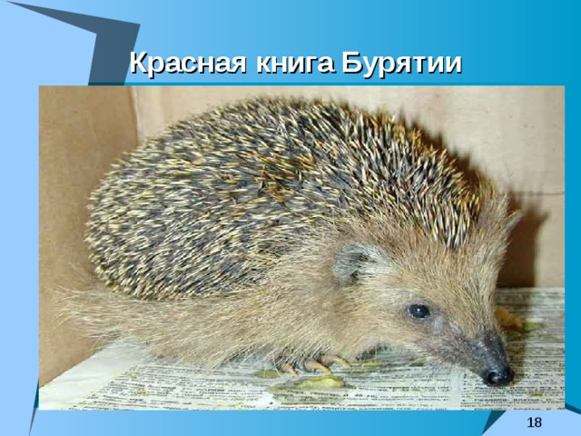Красная книга Бурятии 